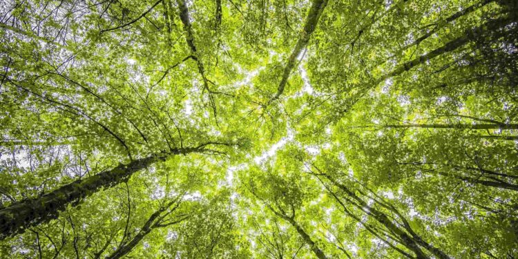 ALLARME DEFORESTAZIONE