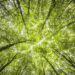 ALLARME DEFORESTAZIONE
