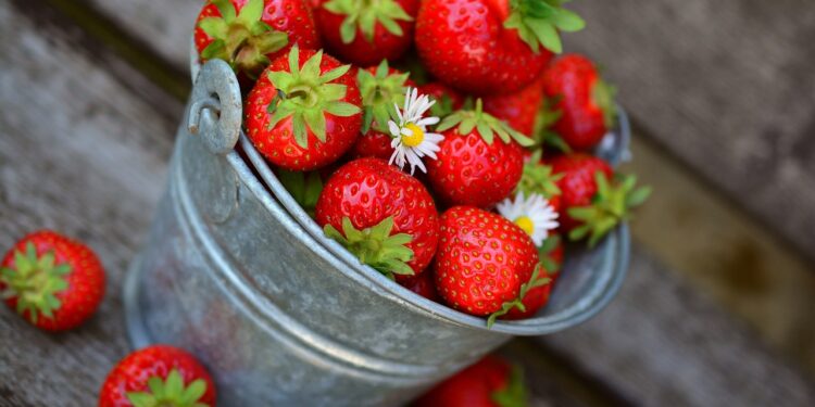 Ottimizzare la Produzione di Fragole: Strategie di Nutrizione per Agricoltori