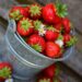 Ottimizzare la Produzione di Fragole: Strategie di Nutrizione per Agricoltori