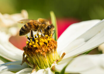 GIORNATA DELLE API | APPELLO GREENPEACE | Il nostro cibo e la biodiversità dipendono dalle api