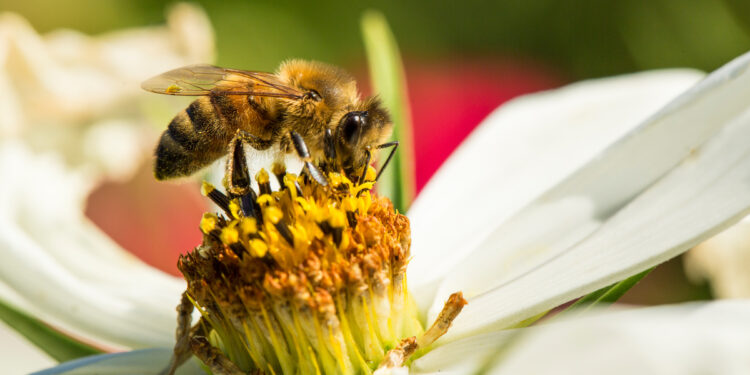 GIORNATA DELLE API | APPELLO GREENPEACE | Il nostro cibo e la biodiversità dipendono dalle api