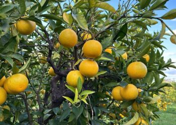 CALABRIA | Un’arancia che si coltiva nelle “vigne” | La bionda tardiva di Trebisacce è Presidio Slow Food