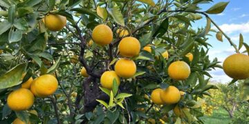 CALABRIA | Un’arancia che si coltiva nelle “vigne” | La bionda tardiva di Trebisacce è Presidio Slow Food