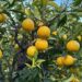 CALABRIA | Un’arancia che si coltiva nelle “vigne” | La bionda tardiva di Trebisacce è Presidio Slow Food