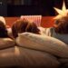 Serata cinema perfetta