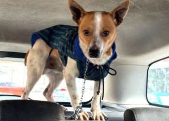 Reggio Calabria, cane gettato dal finestrino di un’auto. Enpa lo salva e denuncia