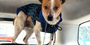 Reggio Calabria, cane gettato dal finestrino di un’auto. Enpa lo salva e denuncia