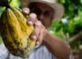 Cacao in Repubblica Dominicana