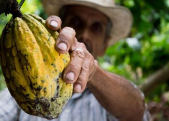 Cacao in Repubblica Dominicana