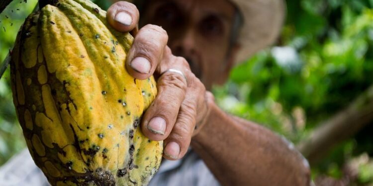 Cacao in Repubblica Dominicana