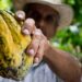 Cacao in Repubblica Dominicana