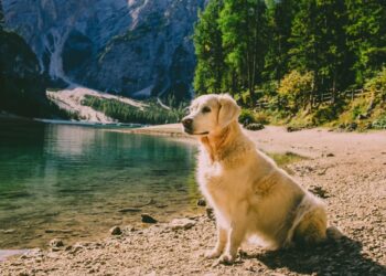 Vacanze con il cane in montagna