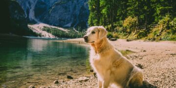 Vacanze con il cane in montagna