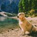 Vacanze con il cane in montagna
