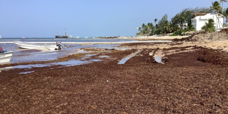 Sargassi, Repubblica Dominicana