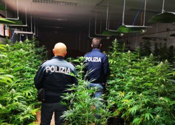 Maxi sequestro di marijuana a Palermo