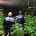 Maxi sequestro di marijuana a Palermo
