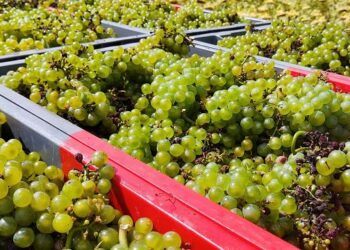 Vendemmia