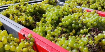Vendemmia