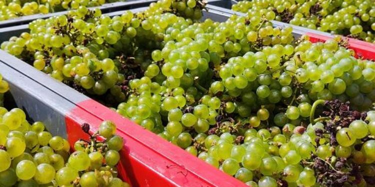 Vendemmia