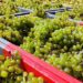 Vendemmia